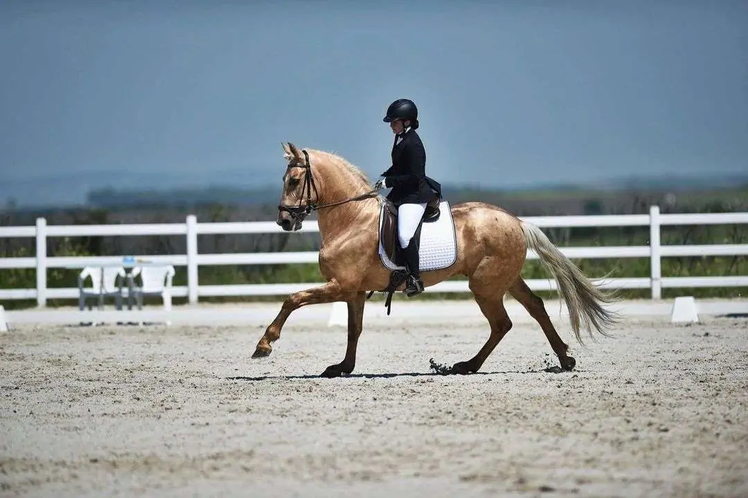 At Terbiyesi ( Dresaj ) Yarışması